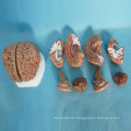 Medizinische Lehre Menschliches Gehirn Anatomie Modell (R050109)